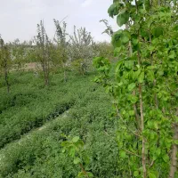 فروش باغ|فروش زمین و ملک کلنگی|گلمکان, |دیوار