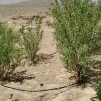 زمین کشاورزی و با مجوز دام پروری و مرغ داری