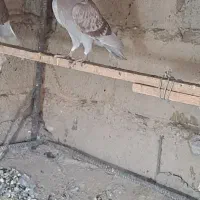 کبوتر بور مگس و سار