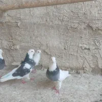 کبوتر