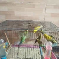 مرغ عشق بالغ|پرنده|شیراز, فضلآباد|دیوار