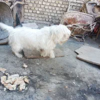 سگ پشمالو|سگ|مشهد, نیزه|دیوار