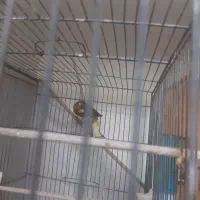 قناری ابلغ  مست مست ابهر