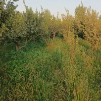 باغچه فروشی کردان سهیلیه سنقرآباد_تهراندشت