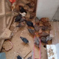 جوجه مرغ محلی