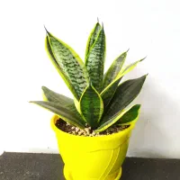 گل سانسوریا مطبق