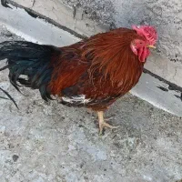 خروس چهل تاج