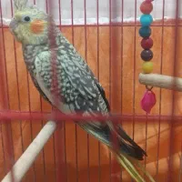 عروس هلندی