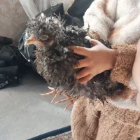 پرنده|پرنده|تبریز, |دیوار