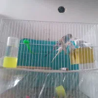 مرغ عشق باقفس|پرنده|مشهد, فاطمیه|دیوار