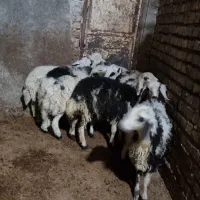 بره ماده عروسک خال سیاه