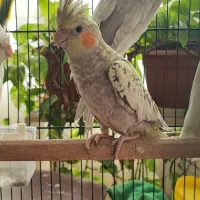 عروس طاووسی از پدر سیلور