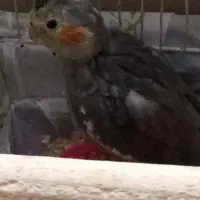 جوجه عروس هلندی سه ماهه|پرنده|خرمشهر, |دیوار