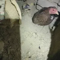 مرغ وجوجه خروس|حیوانات مزرعه|سراوان, |دیوار