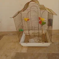 طوطی برزیلی