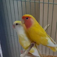 فروش طوطی برزیلی مولد و کار داده