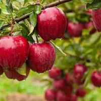 باغ سیب زردالوتازه شهرنزدیک ساخت سازهاباموقعیت خوب