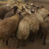 تعداد۱۹راس میش ابستن ،مالچه ،برای داشت