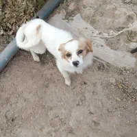 سگ پاپی تزیینی