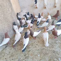 کبوتره رنگه
