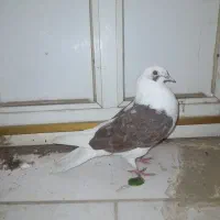 کبوتر هشتبندی|پرنده|توکهور, |دیوار