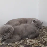 اسکاتیش لیلاک .. واگذاری غیر رایگان|گربه|گرگان, |دیوار