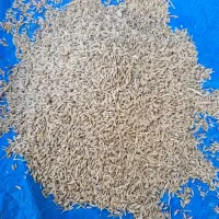 جو محلی