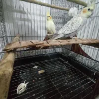 عروس هلندی|پرنده|خواف, |دیوار