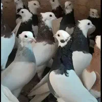 کفترطوقی|پرنده|مشکیندشت, |دیوار