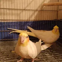 عروس هلندی مولد