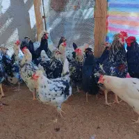 تخم مرغ نطفه دار نژاد گلین پنگوئنی (اصیل)|حیوانات مزرعه|سیرجان, |دیوار