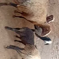 میش شالی بره ماده شیشک قوچ گوسفند