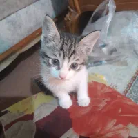 واگذاری گربه