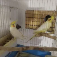 عروس هلندی|پرنده|هشتگرد, ینگی امام|دیوار