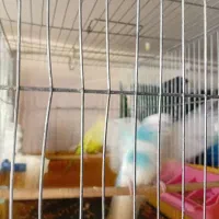 مرغ عشق|پرنده|فردیس, قریشی|دیوار