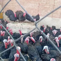 بوقلمون محلی