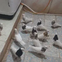 کبوتر توقی|پرنده|کارون, |دیوار