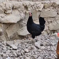 ۲ عدد مرغ سیاه عربی|حیوانات مزرعه|اهواز, کوی مهدیس|دیوار