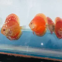 دیسکس|ماهی|فردیس, شهرک ۱۱۰|دیوار