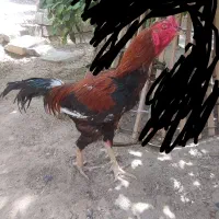 مرغ خروس|حیوانات مزرعه|سراوان, |دیوار