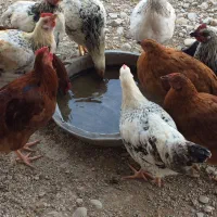 مرغ و خروس و جوجه