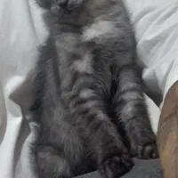 واگذاری گربه