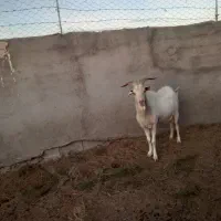 نربز سانن و بز و بزغاله سانن