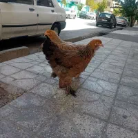 برهما رومانی برهما غول پیکر برهما پاتریج برهما بلک