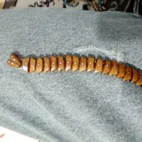 تسبیح هسته خرما اصل مار کبرا