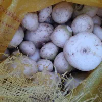 شلغم درشت جهت گوسفند|حیوانات مزرعه|بیرجند, |دیوار