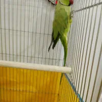 ملنگو نر|پرنده|خرم‌آباد, |دیوار