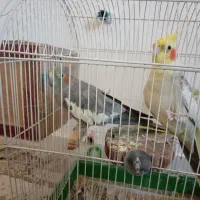 یک جفت عروس هلندی