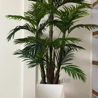 درختچه کنتیا باقد۱۸۰