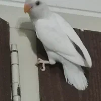 طوطی برزیلی|پرنده|تهران, سردارجنگل|دیوار